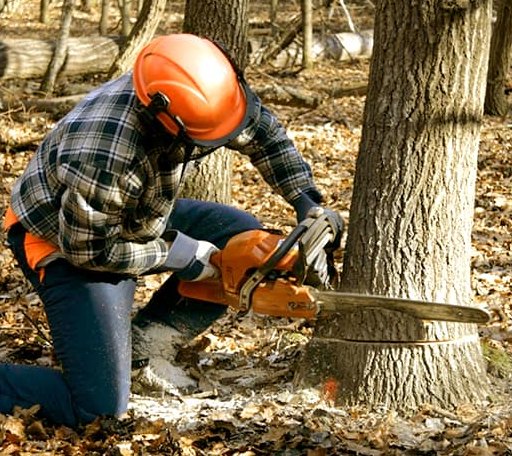 Tree Removal in Oakwood, IL